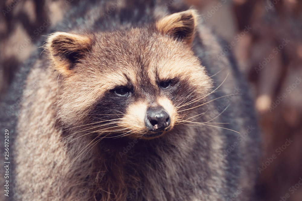 portrait of Raccoon (Procyon lotor), also known as the North American raccoon.