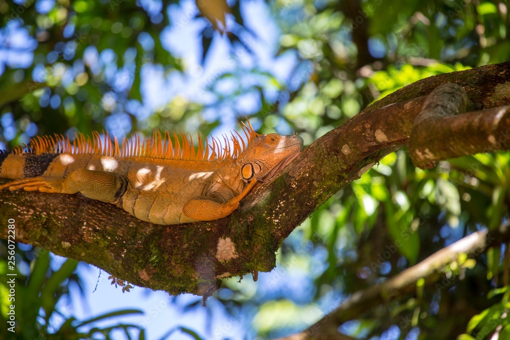 Fototapeta premium Green Iguana (Iguana iguana)