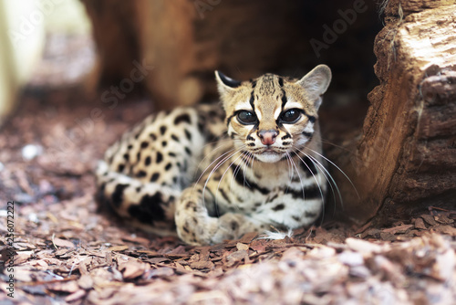 The margay (Leopardus wiedii) is a small wild cat native to Central and South America. A solitary and nocturnal cat, lives mainly in primary evergreen and deciduous forest. photo