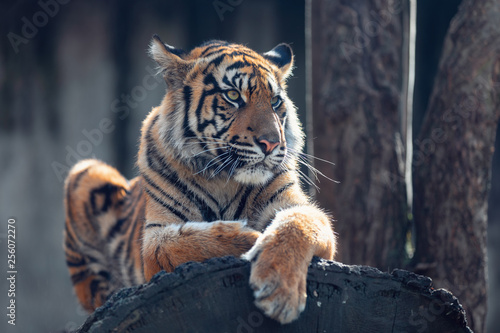Sumatran tiger (Panthera tigris sumatrae) is a rare tiger subspecies that inhabits the Indonesian island of Sumatra photo