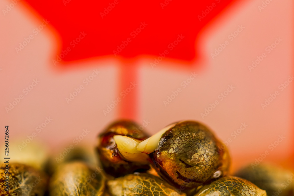 Medical Cannabis Seeds - macro view of thc cbd medical seeds on Canada flag and piece of oak wood.