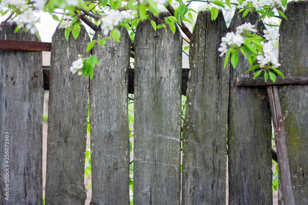 Fototapeta premium A fence of old boards in the village. Garden trees are blooming behind the fence. Spring, greens, freshness