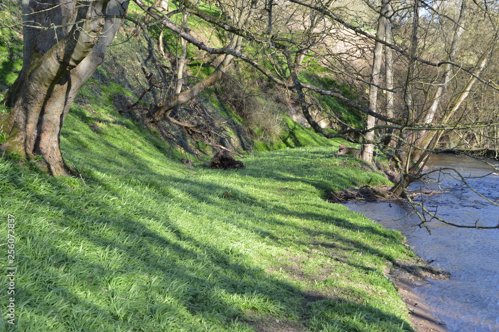 A carpet of Wild Garlic at Craigmill De, Carnoustie, Angus, Scotland A carpet of Wild Garlic at Craigmill De, Carnoustie, Angus, Scotland