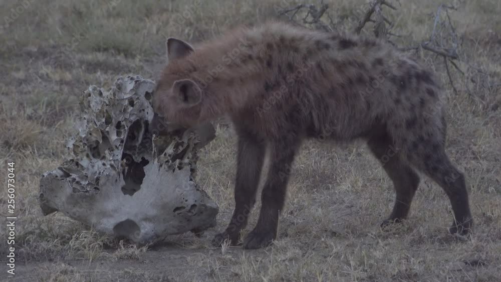 Hyena Chew On Elephant Skull