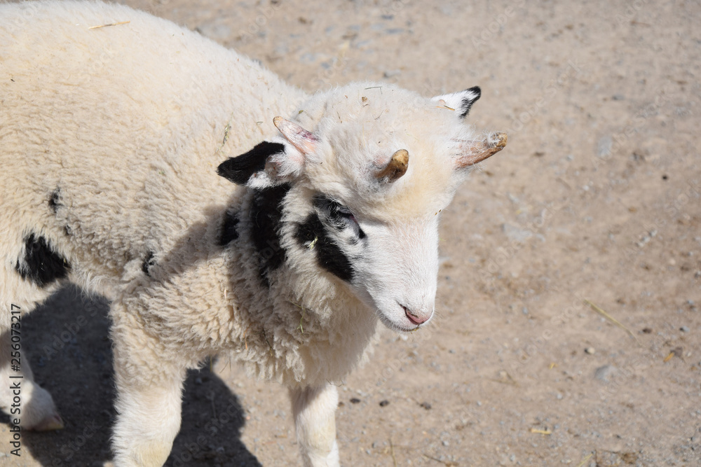 Domestic Young Sheep Ovis Ammon f. Aries Closeup Portrait Stock Photo Domestic Young Sheep Ovis Ammon f. Aries Closeup Portrait Stock Photo