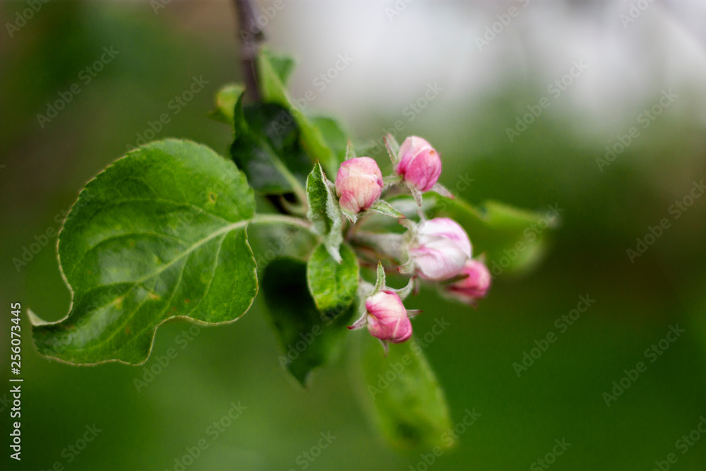 Flowering apple tree branch in spring. The buds and flowers of the fruit tree in spring in the garden. Green leafs closeup Flowering apple tree branch in spring. The buds and flowers of the fruit tree in spring in the garden. Green leafs closeup