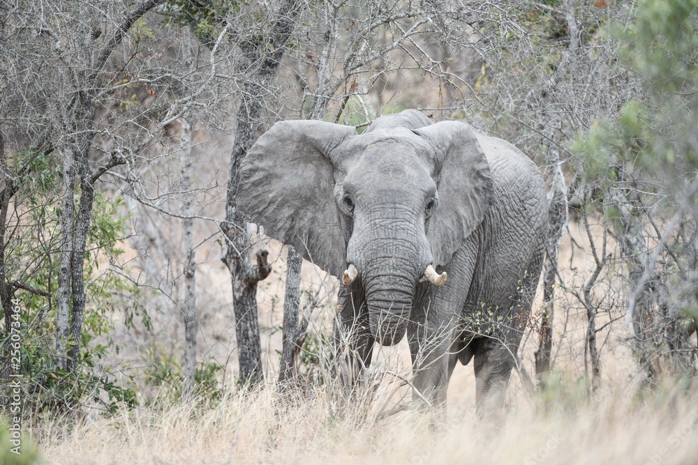Fototapeta premium Elefant(en)