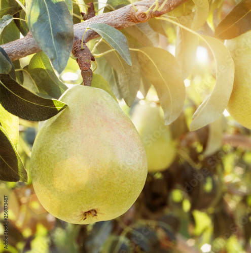 Sun shining on beautiful ripe d'anjou anjou pear fruit hanging from tree in orchard photo