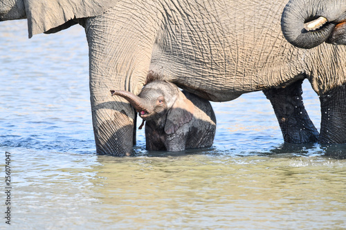 Elefant(en) photo