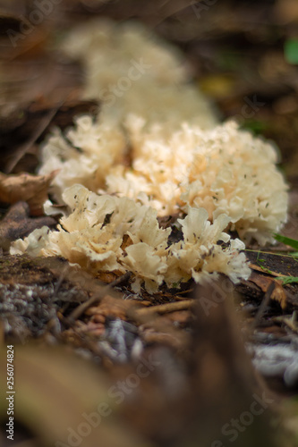 Sparassis fungus trail on the forest