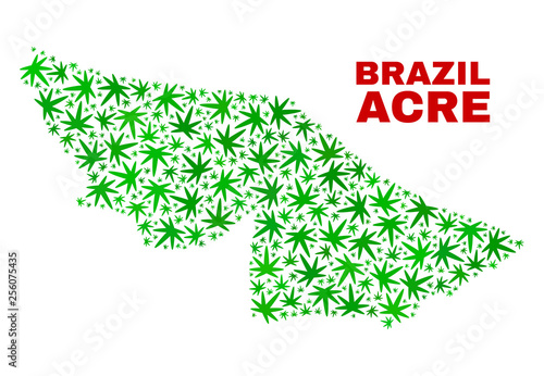 Vector marijuana Acre State map collage. Concept with green weed leaves for marijuana legalize campaign. Vector Acre State map is composed of marijuana leaves.