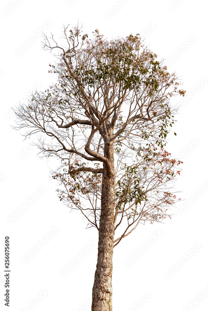 Obraz premium Isolated tree on white background