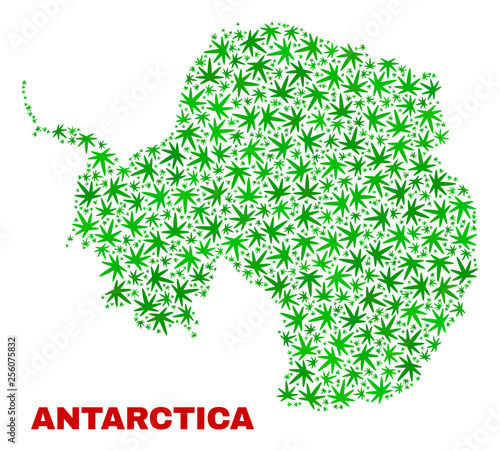 Vector cannabis Antarctica continent map mosaic. Concept with green weed leaves for weed legalize campaign. Vector Antarctica continent map is formed of weed leaves.