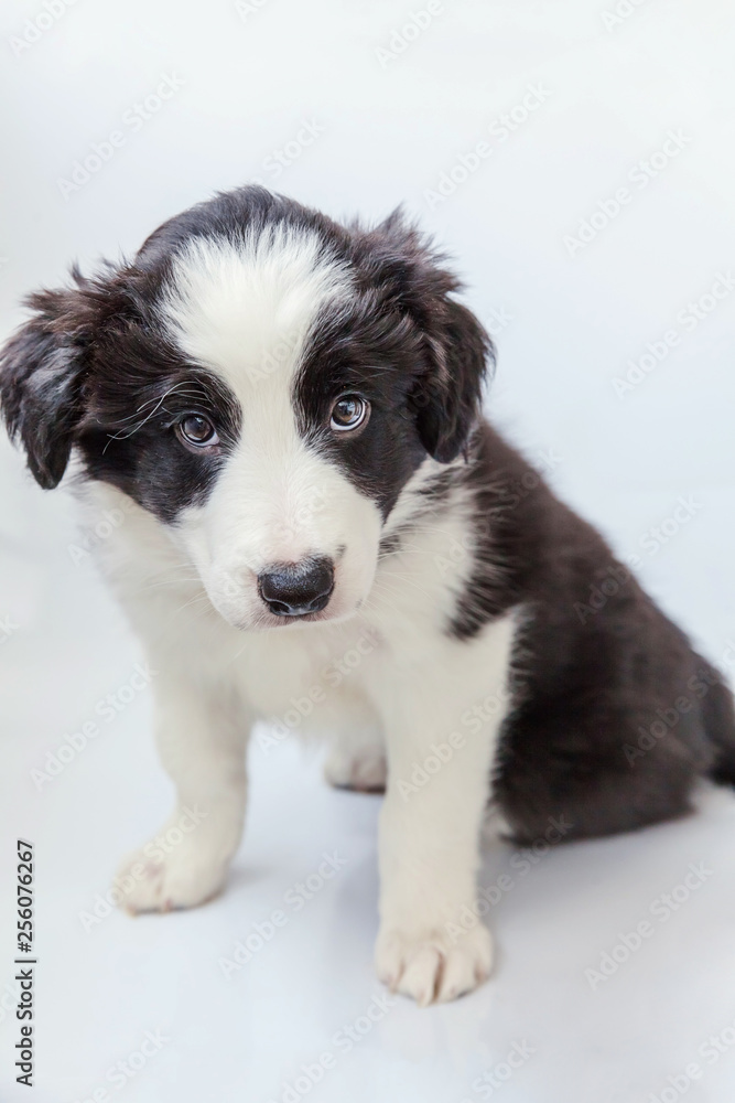 Funny studio portrait of cute smilling puppy dog border collie on white background. New lovely member of family little dog at home gazing and waiting. Pet care and animals concept