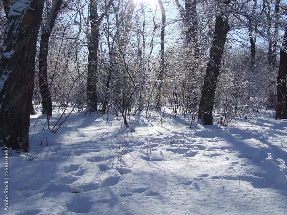 Obraz premium nature