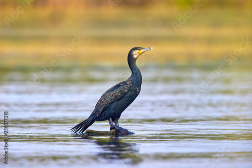 The great cormorant  Phalacrocorax carbo  in natural habitat