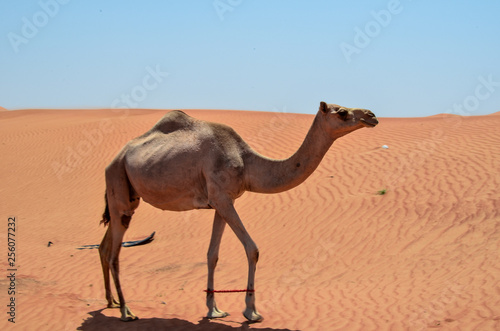 a camel walks alone