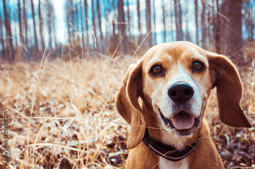 Portrait of pure breed beagle dog. Beagle close up face smiling. Happy dog.
