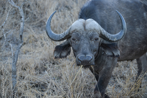 Afrikanischer Büffel © Robert Styppa