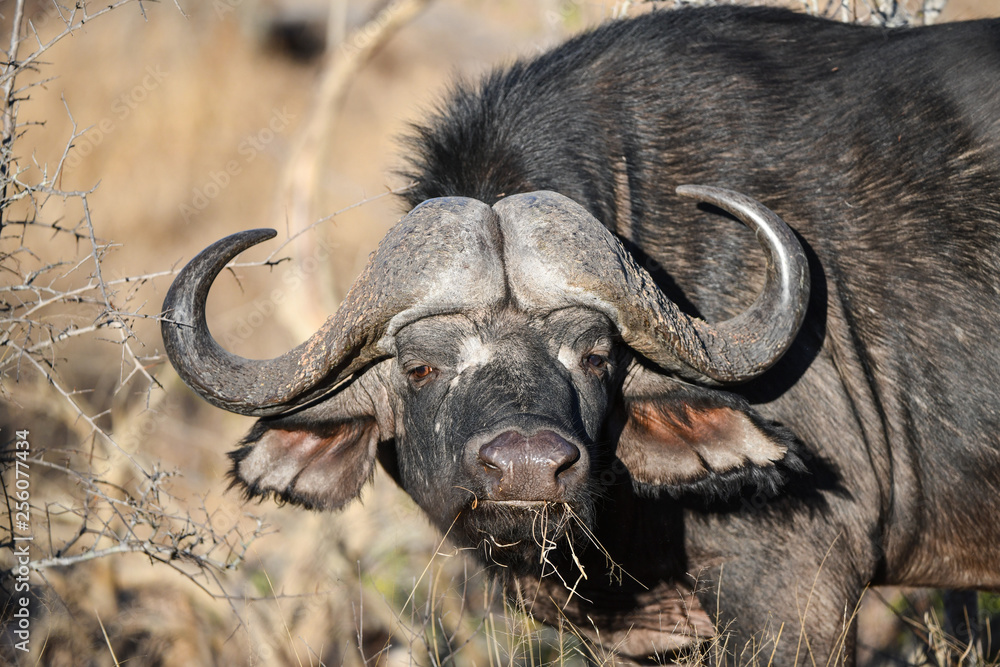 Obraz premium Afrikanischer Büffel