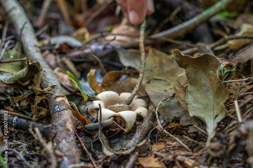 Earthstar fungus in the forest