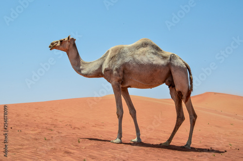 a camel walks alone 3
