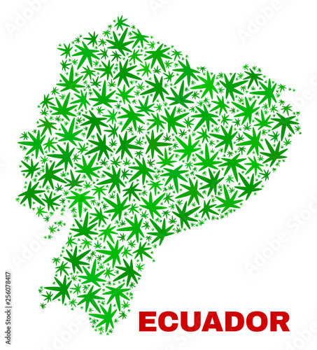Vector marijuana Ecuador map mosaic. Template with green weed leaves for weed legalize campaign. Vector Ecuador map is created with marijuana leaves.