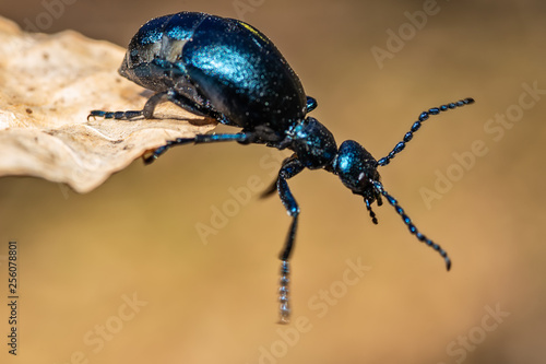 Wallpaper Mural Black oil beetle, Meloe proscarabaeus, quite a purple one. Torontodigital.ca