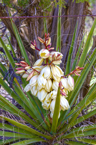 Yucca