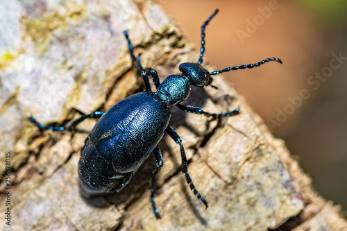 Black oil beetle, Meloe proscarabaeus, quite a purple one. © nedomacki