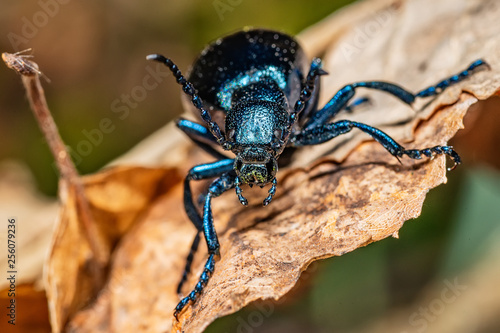 Black oil beetle, Meloe proscarabaeus, quite a purple one.