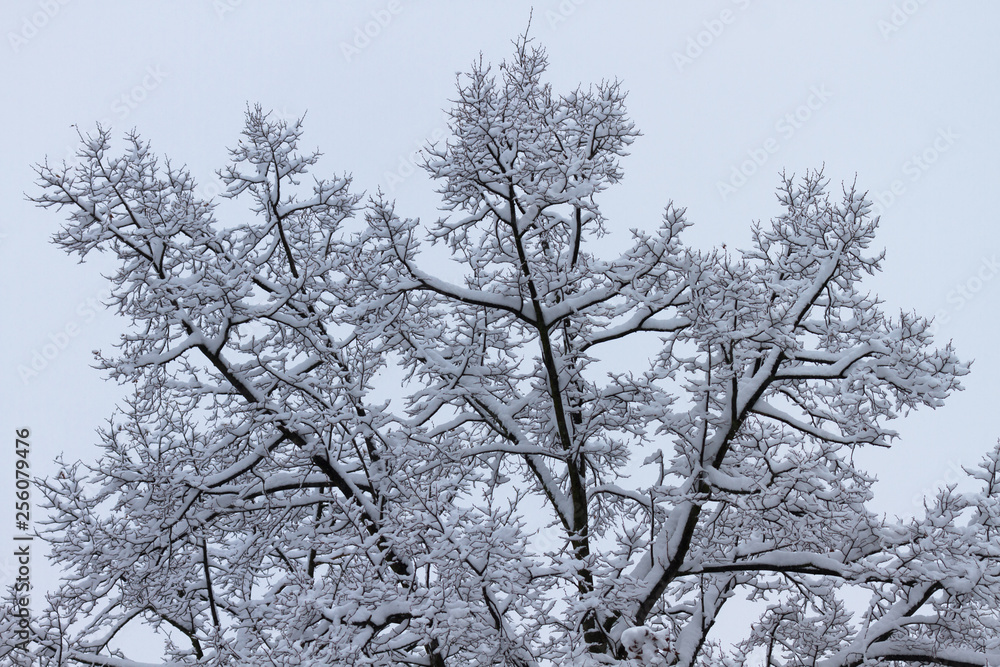 Fluffy snow on branches