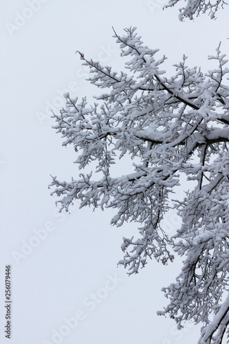 Fluffy snow on branches © metapompa