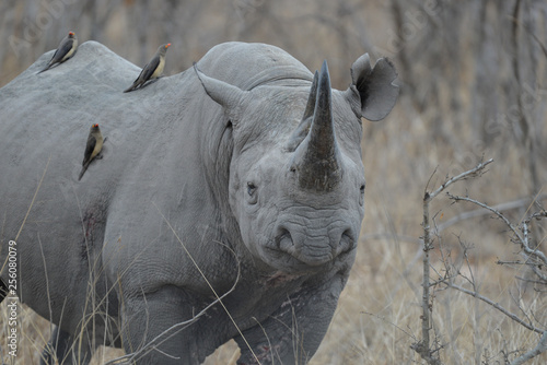 Nashorn