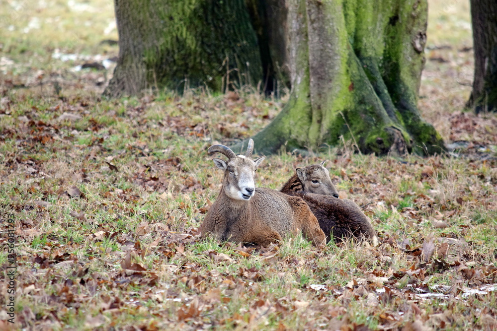 Mouflon Couple Ovis aries musimon Resting in WInter Mouflon Couple Ovis aries musimon Resting in WInter