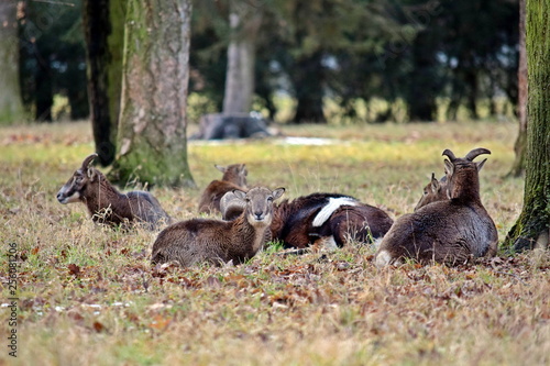 Mouflon Herd Ovis Aries Musimon in Late Winter Forest Stock Photo