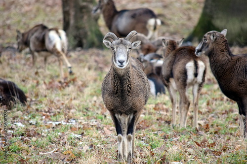 Mouflon Herd Ovis Aries Musimon in Winter Forest Stock Photo