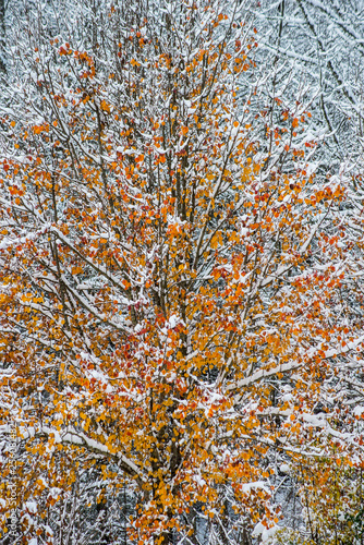 Abstract orange leaves covered with snow.