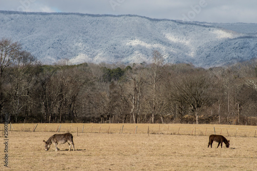 A light snow covers the fields of Tennessee.