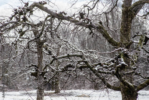 Wallpaper Mural A light snow covers the apple tree skeletons of an apple orchard. Torontodigital.ca