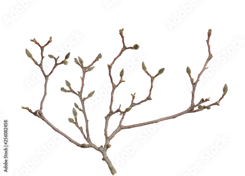 magnolia tree branch