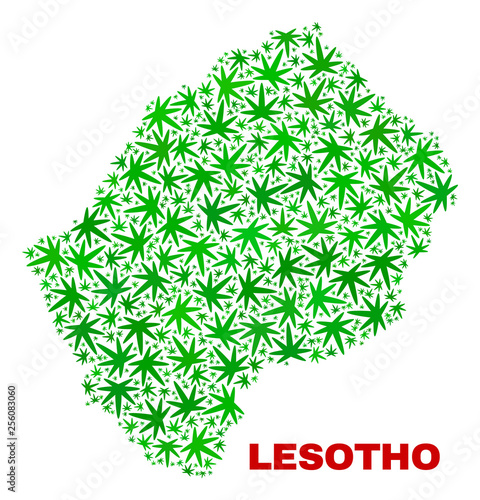 Vector cannabis Lesotho map collage. Template with green weed leaves for weed legalize campaign. Vector Lesotho map is composed with cannabis leaves.