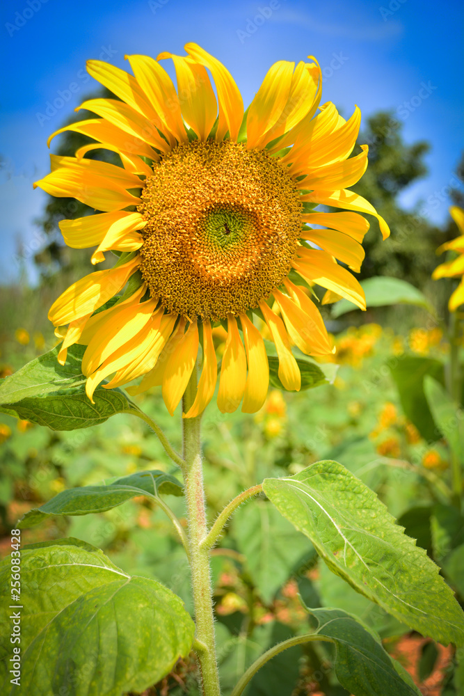 Close up yellow sunflower blossom in spring summer sunflower field with blue sky background