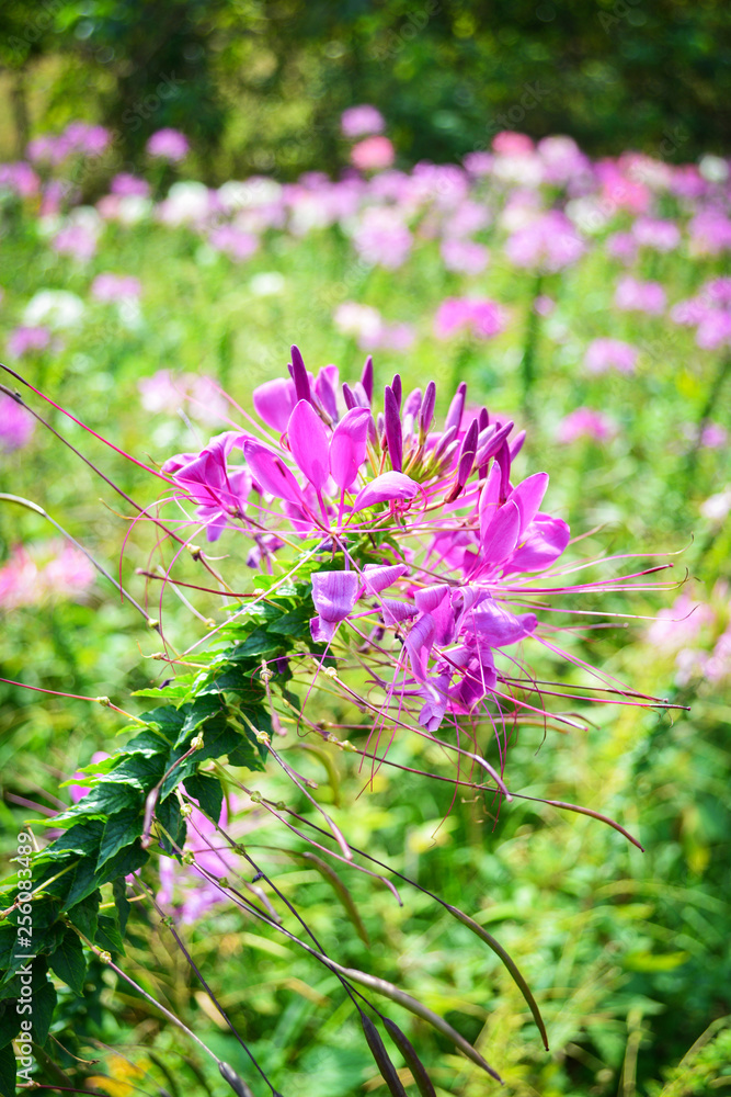 Spring summer blossoming spider flower field colorful / Cleome hassleriana Spring summer blossoming spider flower field colorful / Cleome hassleriana