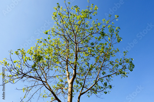 tree branch on blue sky background in the summer