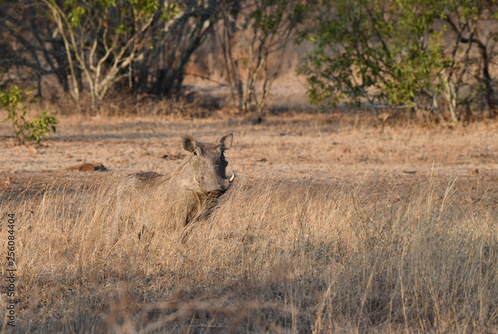 Warzenschwein, Warthog Warzenschwein, Warthog