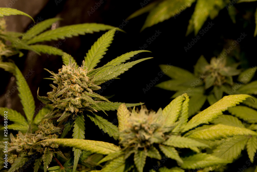 Northern Light Cannabis Bud Weed Marijuana Plant In Indoor with Led Cob Light Northern Light Cannabis Bud Weed Marijuana Plant In Indoor with Led Cob Light