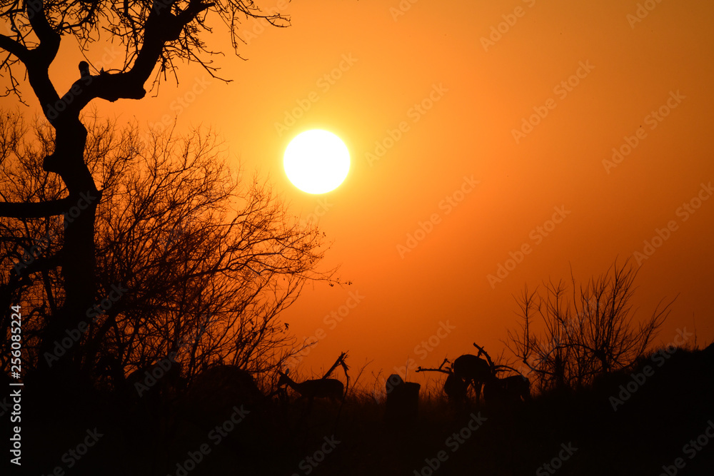 Sonnenuntergang mit Impalas
