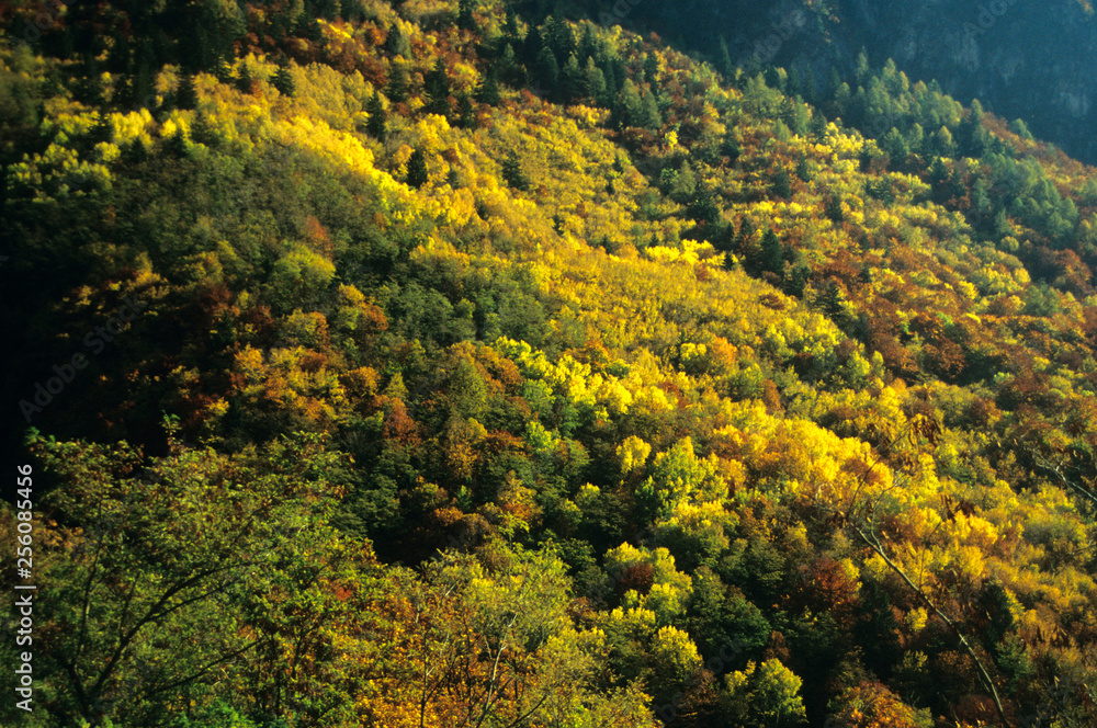 Terlan (Prov. Bozen), herbstliche Berghänge, Herbstfarben Terlan (Prov. Bozen), herbstliche Berghänge, Herbstfarben