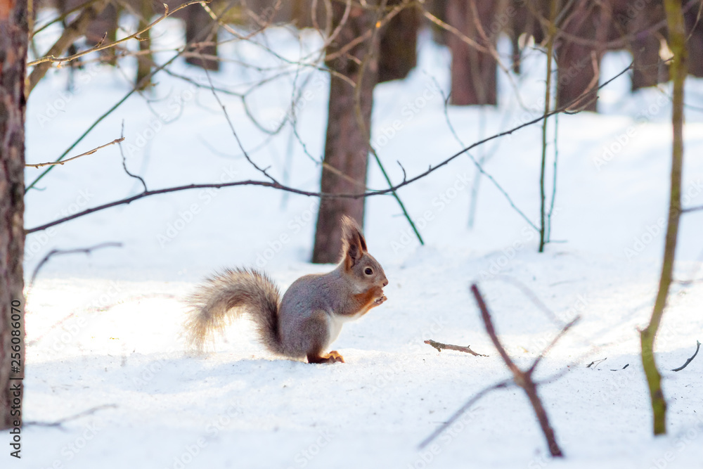 Hungry and funny one wild squirrel sitting on a tree in the spring forest Hungry and funny one wild squirrel sitting on a tree in the spring forest